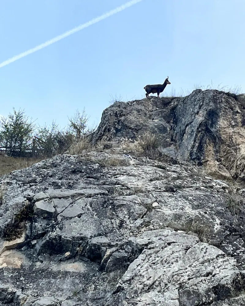 Chamois sur une arête rocheuse