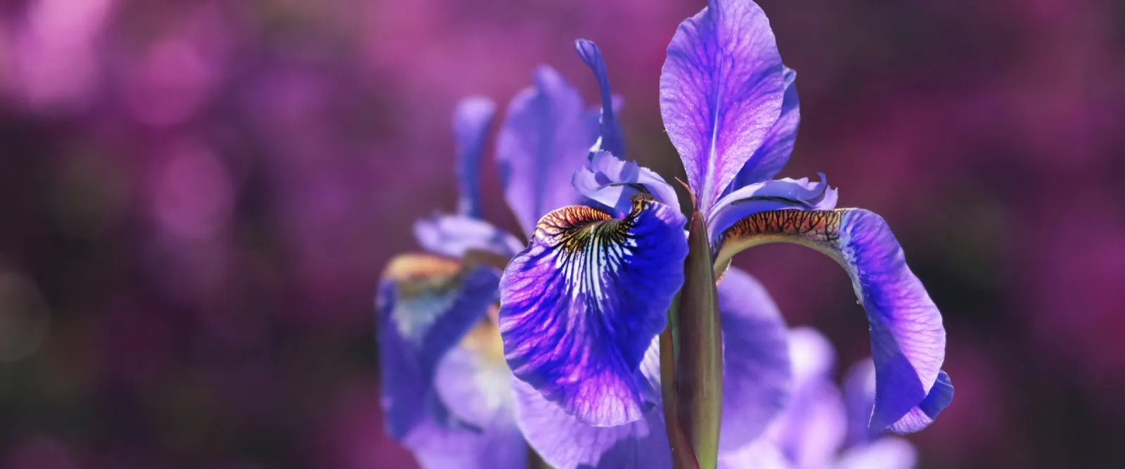 Iris violet en fleur, la fleur emblème de Tahoo