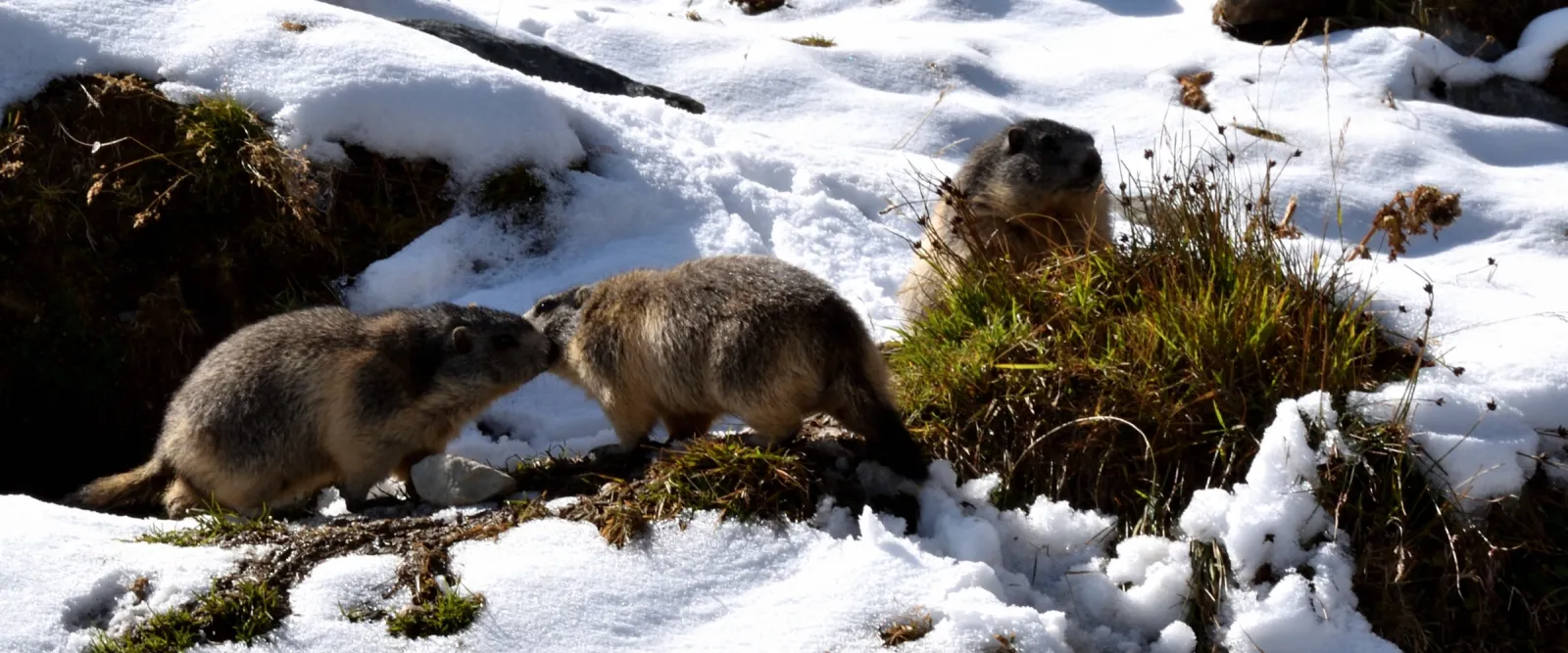 Deux marmottes dans la neige au printemps