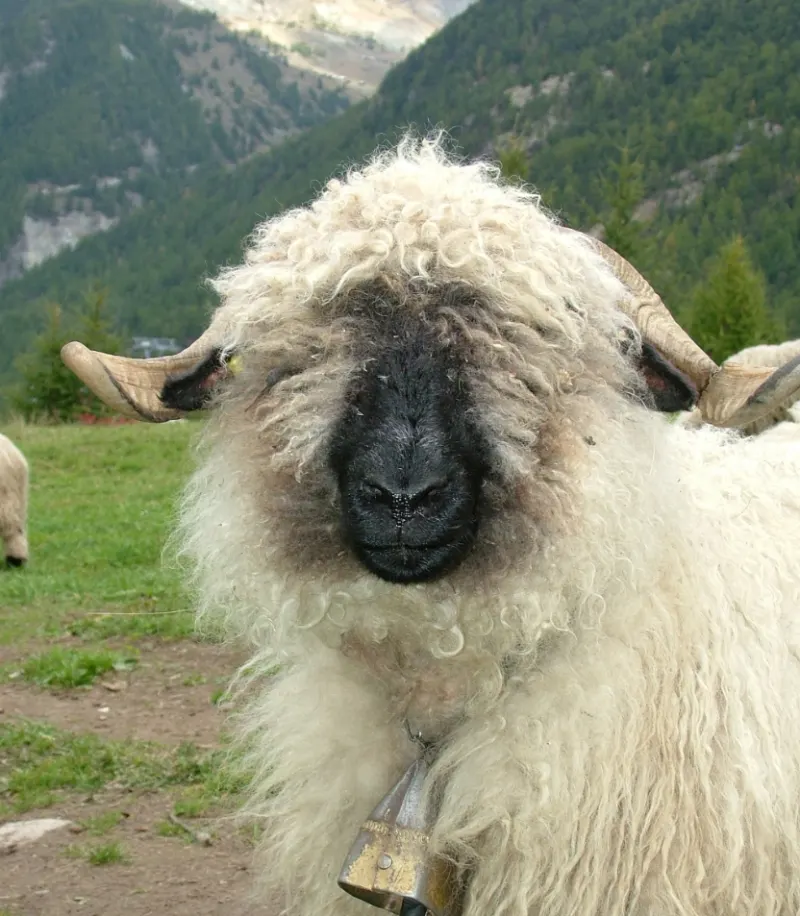 Mouton nez noir du Valais