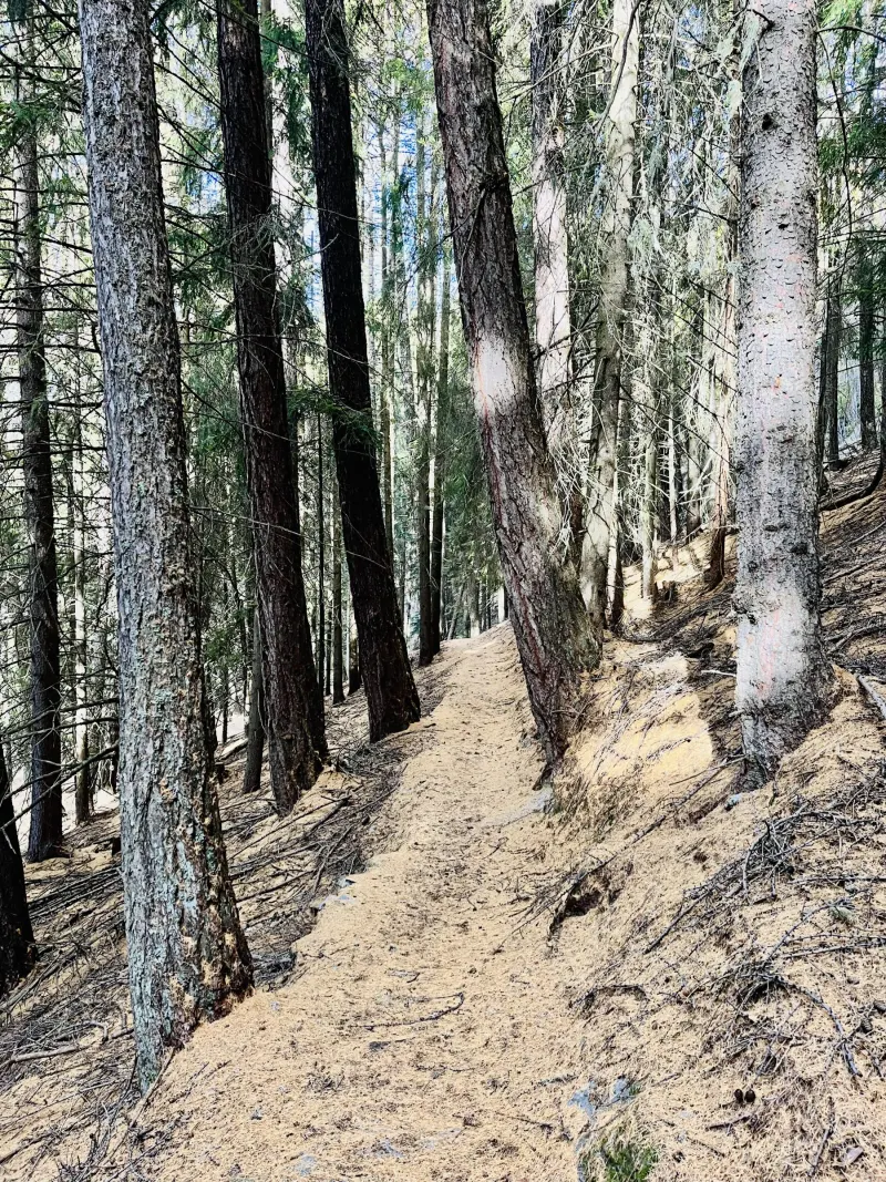 Sentier dans une forêt de mélèzes et de pins