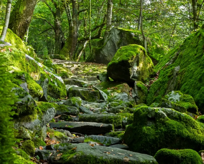 Sentier de randonnée en forêt, entre rochers et mousse