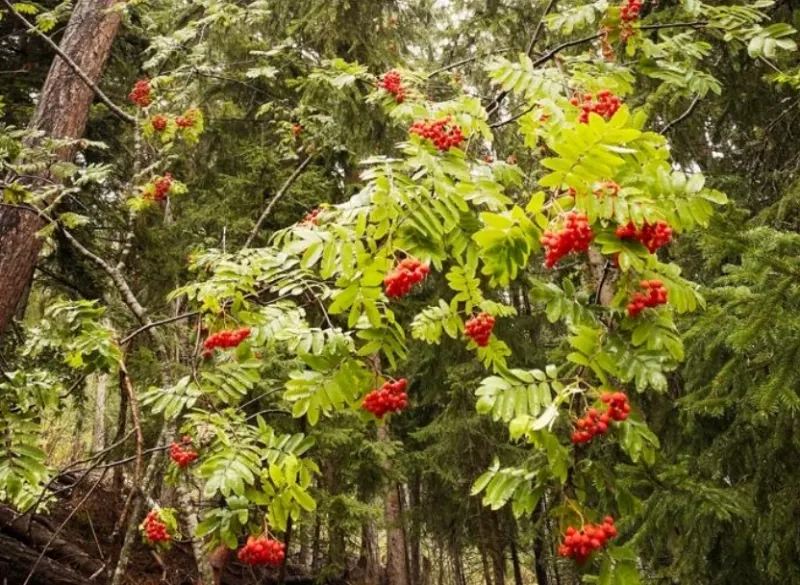 Sorbier chargé de baies rouges en automne