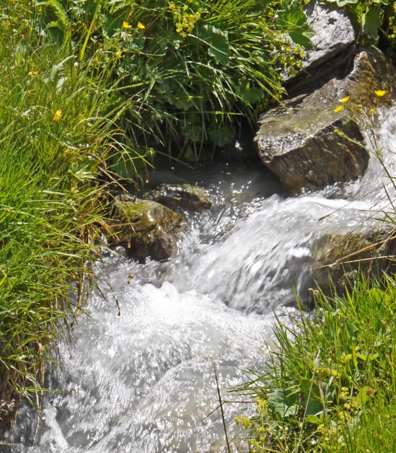 Torrent de montagne entre les rochers et les herbes hautes