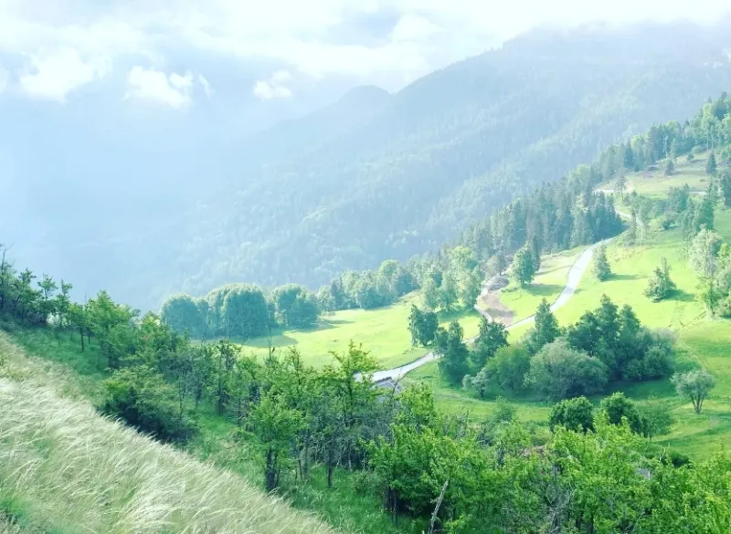 Vallée verdoyante et forêts en été, vue depuis les hauteurs